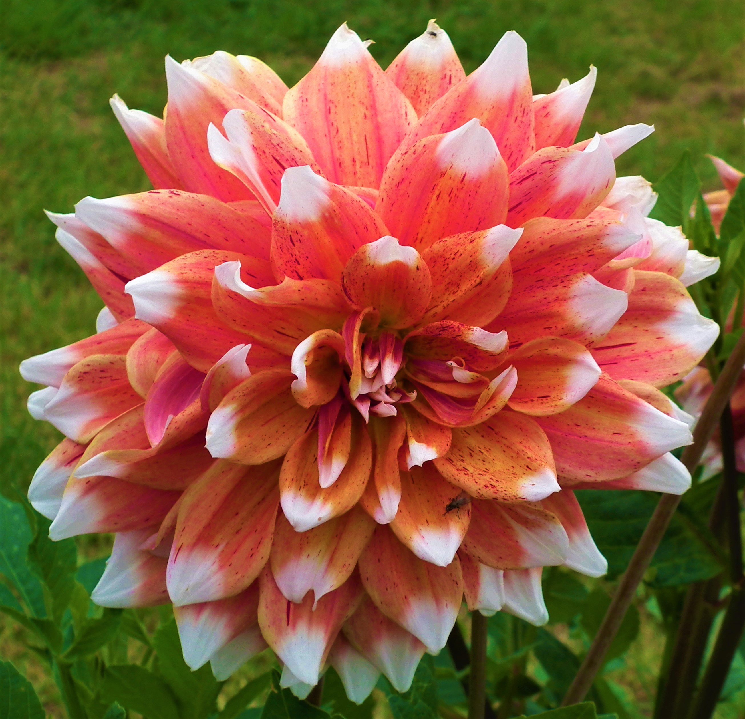 Dahlia Megastar